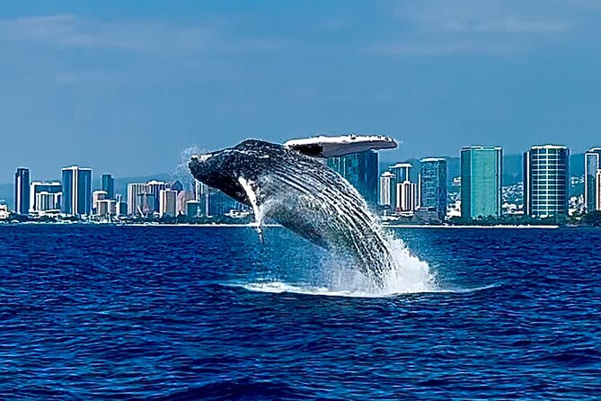Oahu Whale Watch Tour & Waikiki Sunset Boat Tour - What whale watching can look like off Oahu