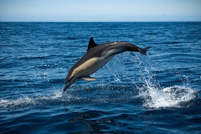 Observation of Dolphins and Whales with Marine Biologist in Arrábida - Why the Arrábida Coast Makes This Trip Special