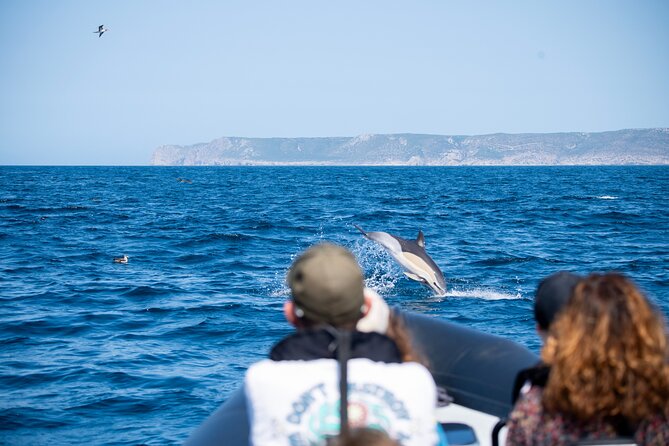 Observation of Dolphins and Whales with Marine Biologist in Arrábida - Caves, Cliffs, and Wild Beaches