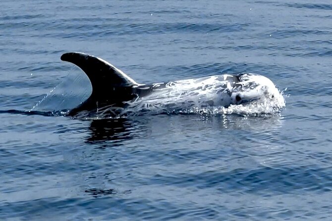 Observation of Dolphins and Whales with Marine Biologist in Arrábida - Timing, Group Size, and Practical Planning
