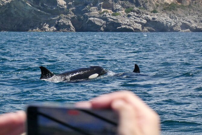 Observation of Dolphins and Whales with Marine Biologist in Arrábida - Who Will Enjoy This Outing Most