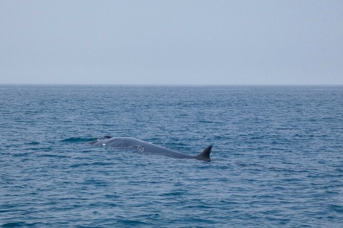 Observation of Dolphins and Whales with Marine Biologist in Arrábida - FAQ