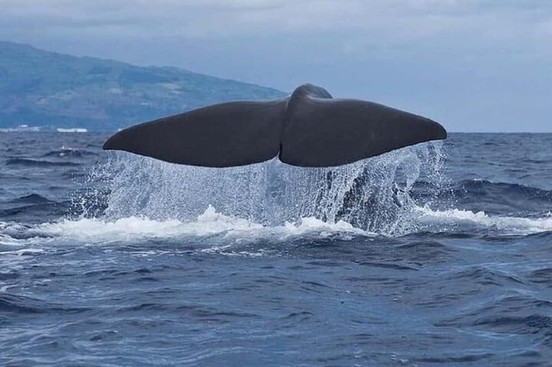 Observation of whales and dolphins in island Pico - Setting Out From Lajes Do Pico