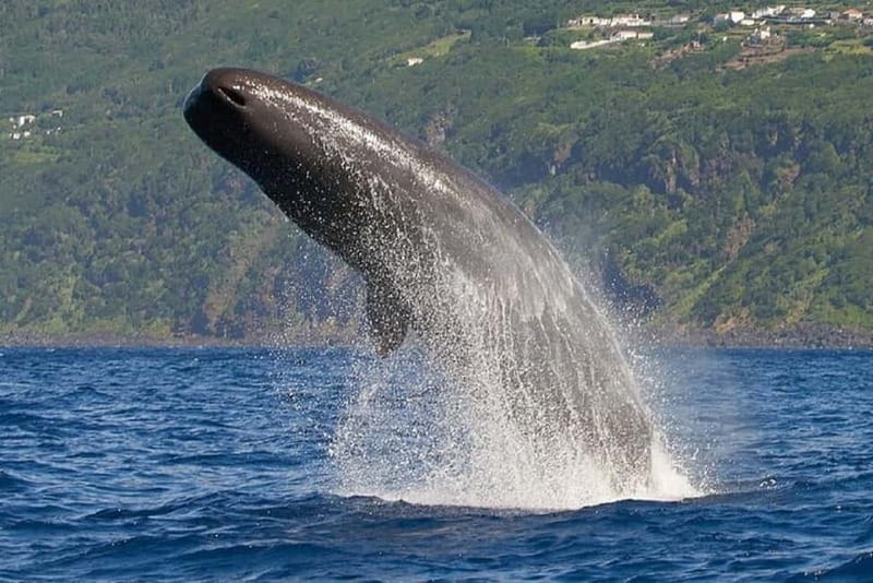 Observation of whales and dolphins in island Pico - The Boat Ride Adds Some Adventure