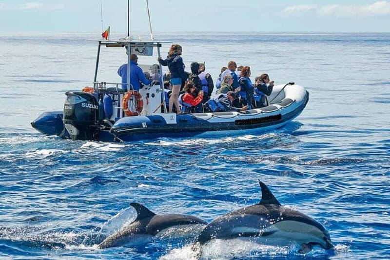 Observation of whales and dolphins in island Pico - What the 2.5 Hours Really Means