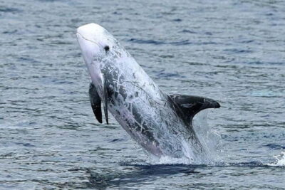 Observation of whales and dolphins in island Pico