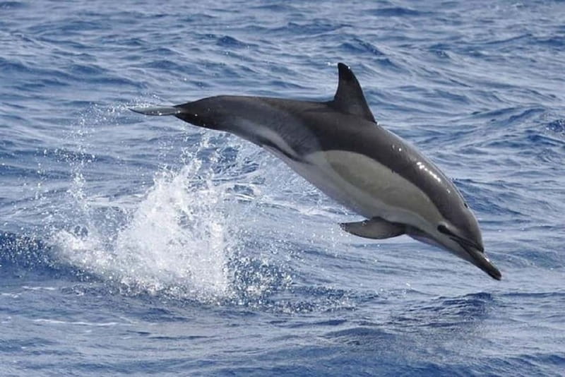 Observation of whales and dolphins in island Pico - Should You Book This Pico Whale Trip?