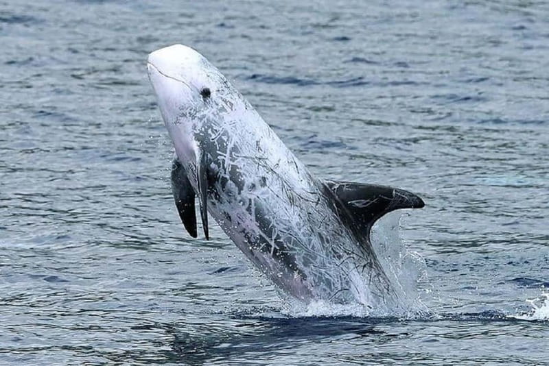 Observation of whales and dolphins in island Pico - Searching for Whales and Dolphins Around Pico