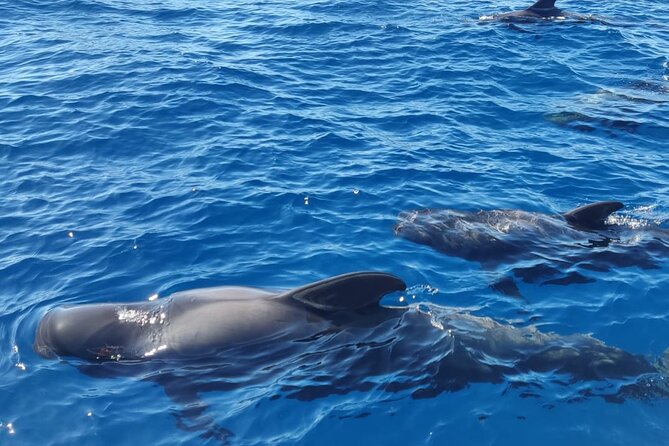 Ocean Pack Tenerife Jet Ski and Yacht Whale Watching - Swimming and snorkeling add a welcome change of pace