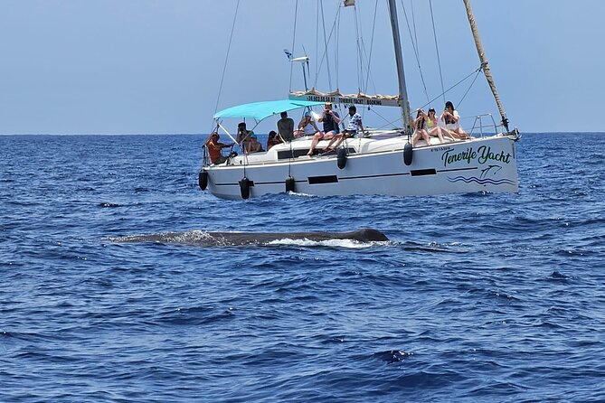 Ocean Pack Tenerife Jet Ski and Yacht Whale Watching - Price, photos, and the real value