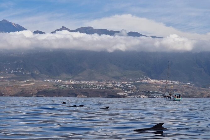 Ocean Pack Tenerife Jet Ski and Yacht Whale Watching - Who will enjoy this package most