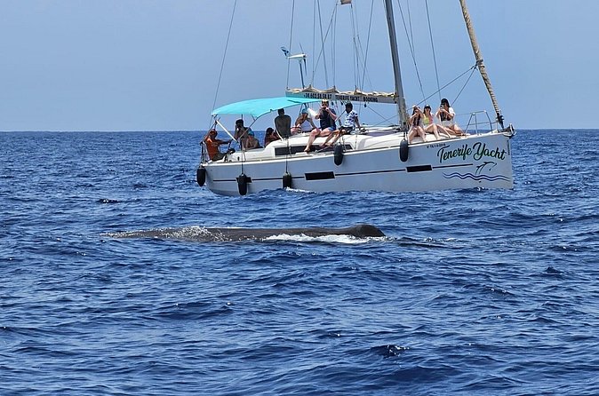 Ocean Pack Tenerife Jet Ski and Yacht Whale Watching - Meeting point, timing, and weather