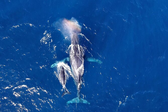 Okinawa Whale Watching From Naha - Key points before you book