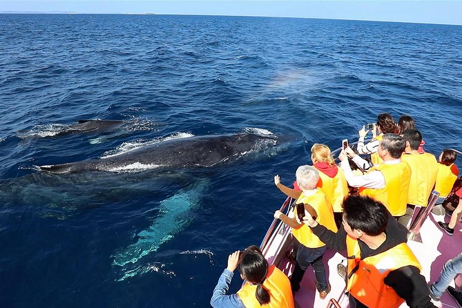 Okinawa Whale Watching From Naha - Why the Kerama Islands make this trip special
