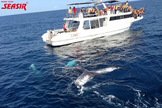Okinawa Whale Watching From Naha - The refund promise and its fine print