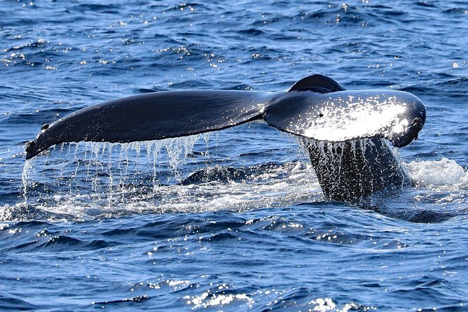 Okinawa Whale Watching From Naha - What the boat is like in real use
