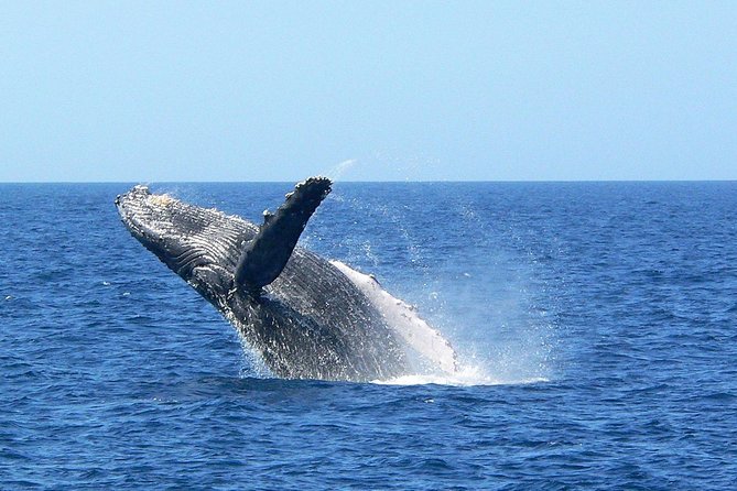 Okinawa Whale Watching From Naha - Wind, cold, and seasickness