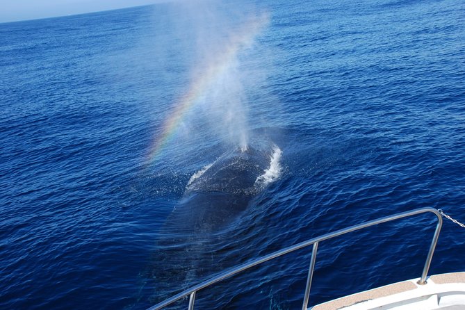 Okinawa Whale Watching From Naha - Who will enjoy this most