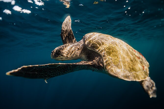 Open Ocean Safari and Whale Watching - The Sea of Cortez is where the real surprises happen