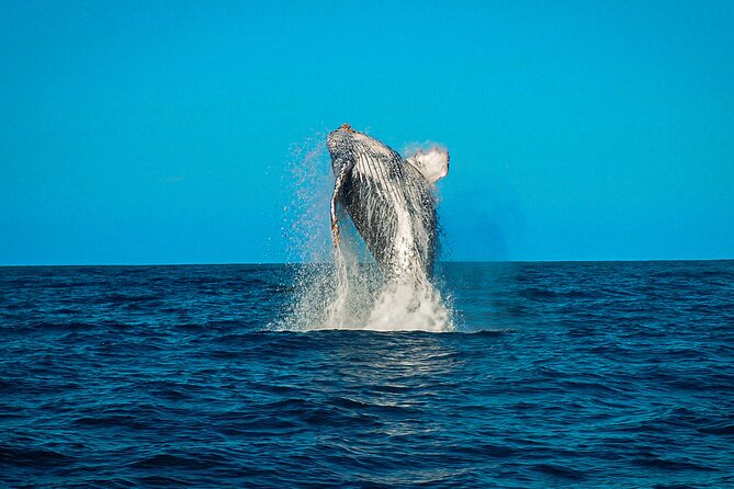 Open Ocean Safari and Whale Watching - The guides shape the quality of the morning