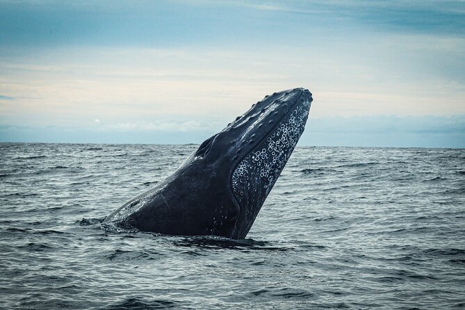 Open Ocean Safari and Whale Watching - What $215 buys you