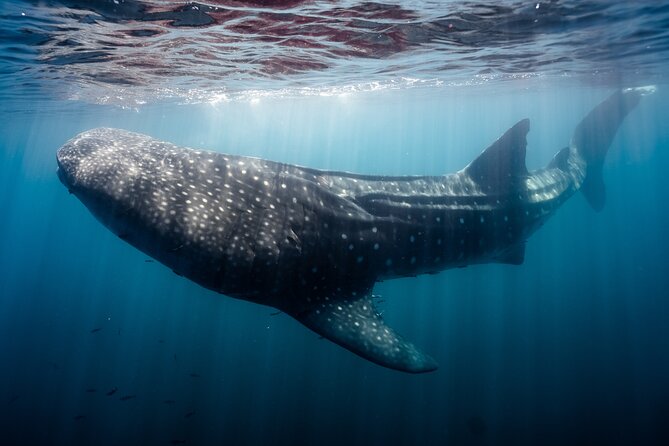 Open Ocean Safari and Whale Watching - Fitness, comfort, and practical planning