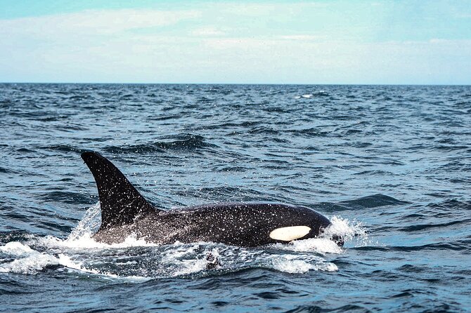 Open Ocean Safari and Whale Watching - Weather and cancellation rules