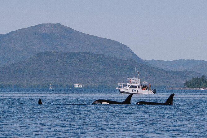 Orca Cove Sea Kayaking - Who should book Orca Cove Sea Kayaking?