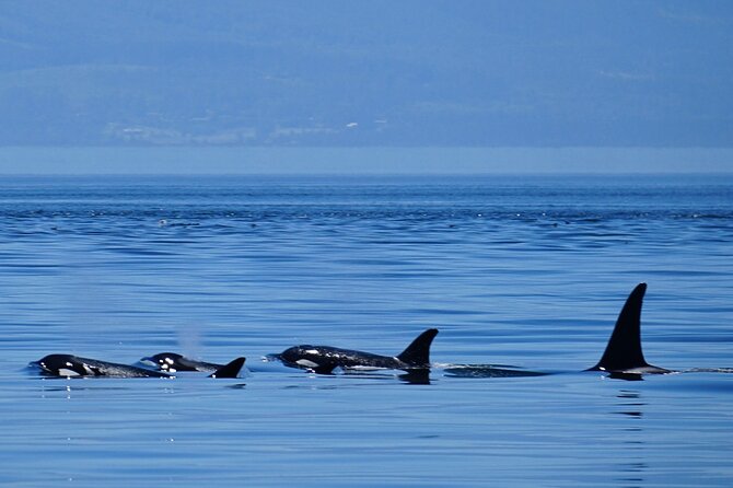 Orca whale tour near Seattle - Key points to know before booking