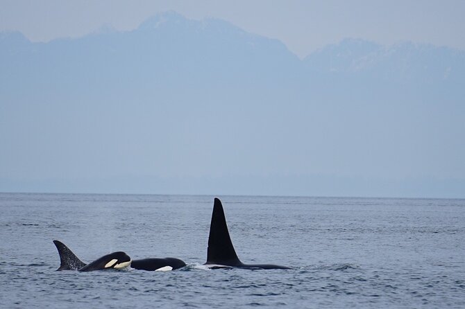 Orca whale tour near Seattle - Cruising through the San Juan Islands