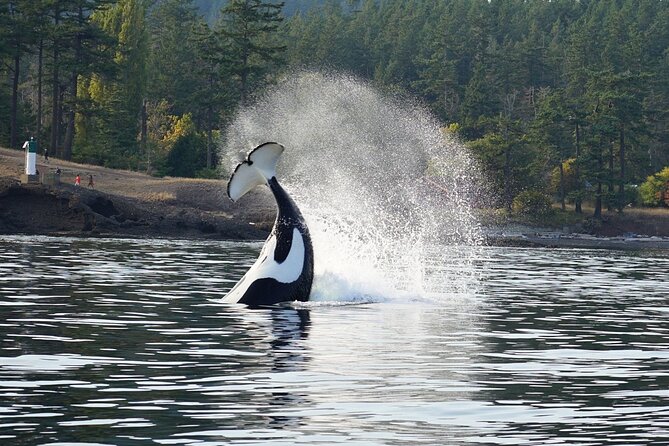 Orca whale tour near Seattle - What three to five hours really means