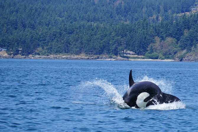 Orca whale tour near Seattle - Who should choose this whale tour?