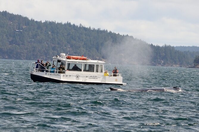 Orcas Island Whale Watching - Why the smaller boat matters