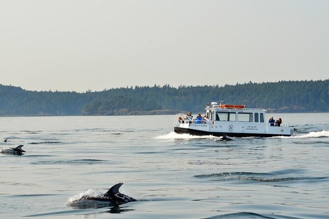 Orcas Island Whale Watching - What the three-and-a-half-hour outing feels like