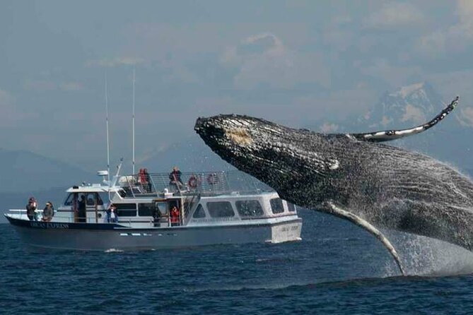 Orcas Island Whale Watching - The guides make the difference