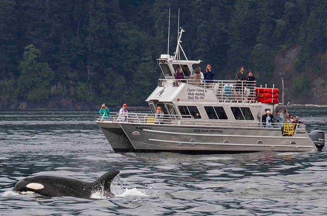 Orcas Island Whale Watching - What you may see besides killer whales