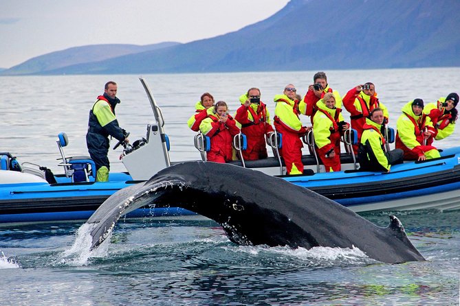 Original Big Whale Safari & Puffins Speedboat Tour from Húsavík - The whale search in Skjálfandi Bay