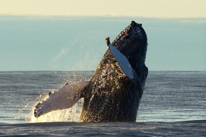 Original Big Whale Safari & Puffins Speedboat Tour from Húsavík - What the $180.27 price gets you