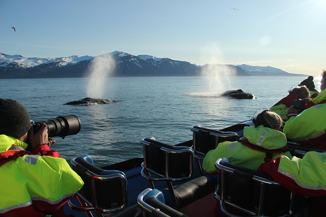 Original Big Whale Safari & Puffins Speedboat Tour from Húsavík - Who should choose this speedboat tour