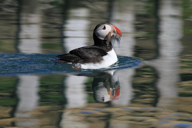 Original Big Whale Safari & Puffins Speedboat Tour from Húsavík - Weather, cancellations, and the wildlife gamble