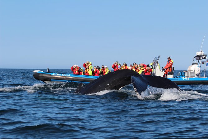 Original Big Whale Safari & Puffins Speedboat Tour from Húsavík - Is the RIB worth choosing?