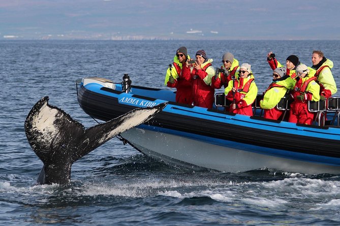 Original Big Whale Safari & Puffins Speedboat Tour from Húsavík - Puffin Island from April through mid-August