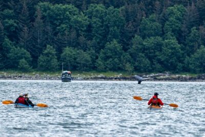 Paddle with Whales Kayak Adventure Juneau