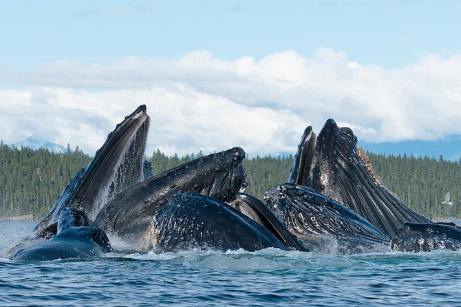 Paddle with Whales Kayak Adventure Juneau - The practical verdict for your Juneau day