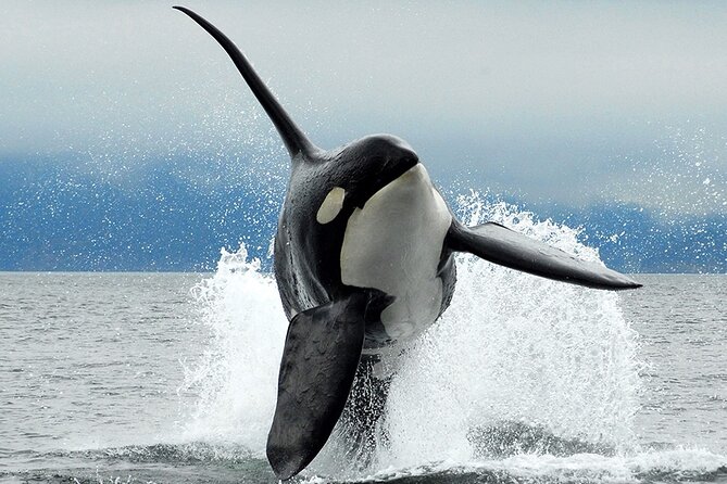 Parksville Half Day Whale and Wildlife Adventure - Four hours in the quieter northern Salish Sea
