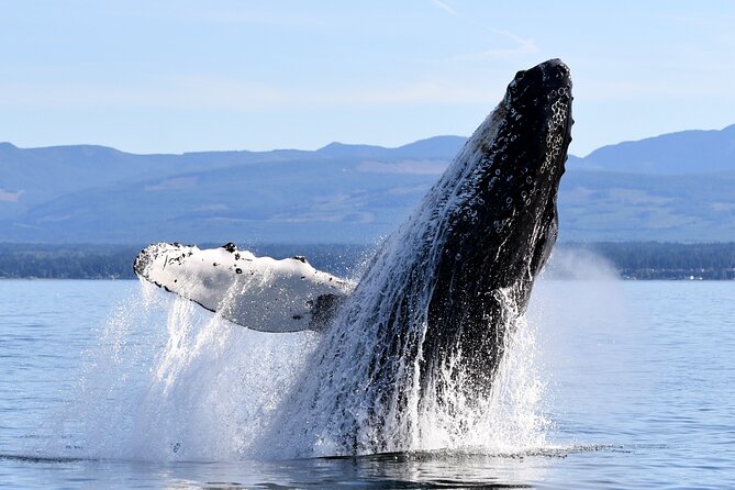 Parksville Half Day Whale and Wildlife Adventure - Humpbacks, orcas, and the thrill of an unexpected sighting