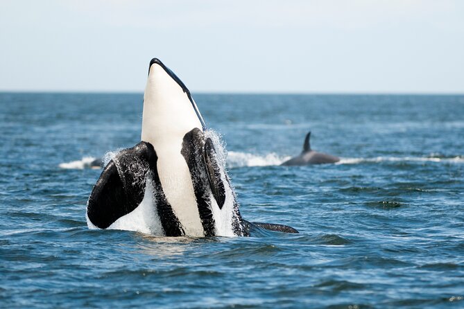 Parksville Half Day Whale and Wildlife Adventure - Captain Simon, Andi, and the value of a good crew