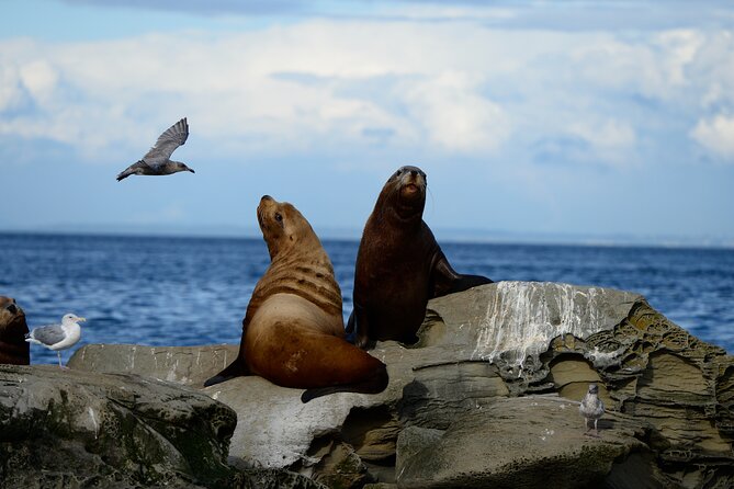 Parksville Half Day Whale and Wildlife Adventure - Booking timing, cancellations, and weather plans