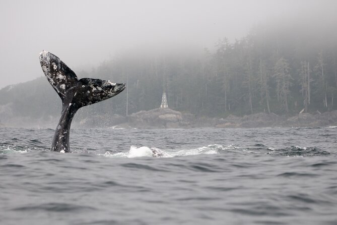Parksville Half Day Whale and Wildlife Adventure - Who will get the most from this Parksville tour