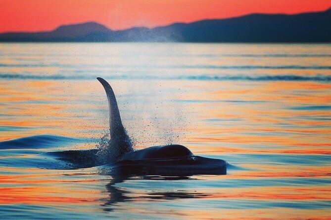 Parksville Sunset Whale and Wildlife Adventure - An Evening Start at 1025 Lee Road in Parksville